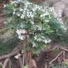 Breynia Snow Bush 4In - Image 2